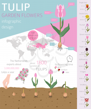 Tulip varieties flat icon set. Garden flower and house plants infographic. Vector illustration