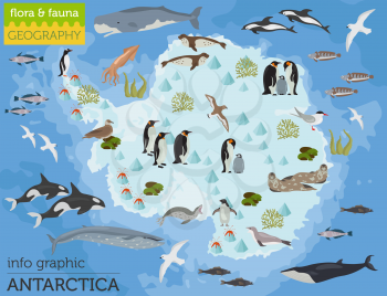 Antarctic, Antarctica,  flora and fauna map, flat elements. Animals, birds and sea life big set. Build your geography infographics collection. Vector illustration