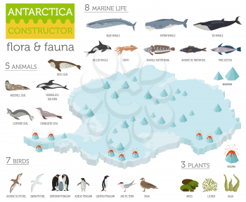 Isometric 3d Antarctica flora and fauna map elements. Animals, birds and sea life. Build your own geography infographics collection. Vector illustration