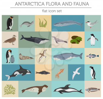 Antarctic, Antarctica flora and fauna flat elements. Animals, birds and sea life big set. Build your geography infographics collection. Vector illustration