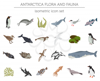 Isometric 3d Antarctica flora and fauna elements. Animals, birds and sea life. Build your own geography infographics collection. Vector illustration