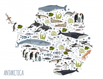 Antarctic, Antarctica,  flora and fauna map, flat elements. Animals, birds and sea life big set. Build your geography infographics collection. Vector illustration