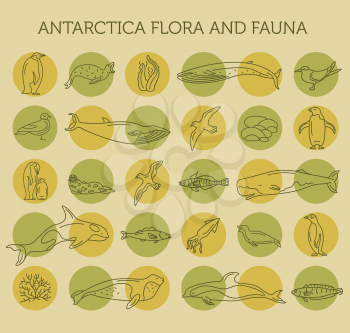 Flat Antarctica flora and fauna  elements. Animals, birds and sea life simple line icon set. Vector illustration