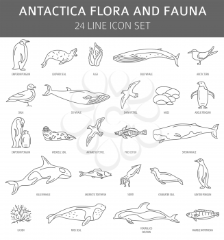 Flat Antarctica flora and fauna  elements. Animals, birds and sea life simple line icon set. Vector illustration