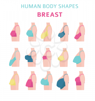 Human body shapes. Woman breast form set. Bra types. Vector illustration