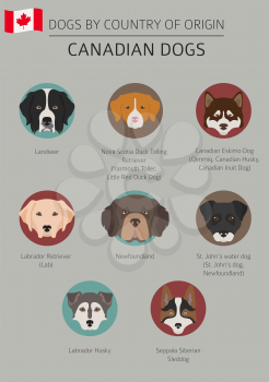 Dogs by country of origin. Canadian dog breeds. Infographic template. Vector illustration