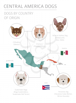 Dogs by country of origin. Latin american dog breeds. Infographic template. Vector illustration