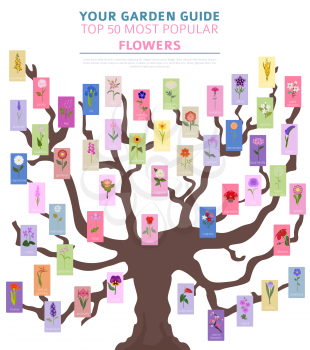 Your garden guide. Top 50 most popular flowers infographic. Vector illustration