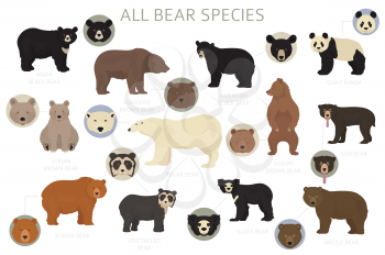 All world bear species in one set. Bears collection. Vector illustration