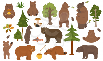 All bear species in one set. Bears in forest collection. Vector illustration