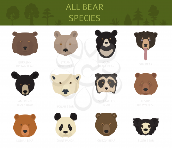 All world bear species in one set. Bears collection. Vector illustration
