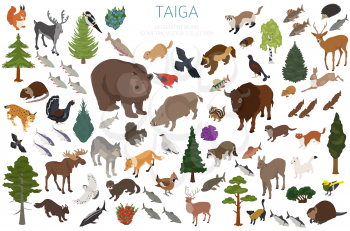 Taiga biome, boreal snow forest 3d isometry design. Terrestrial ecosystem world map. Animals, birds, fish and plants infographic elements. Vector illustration