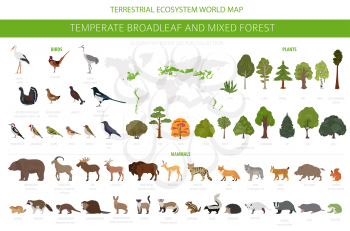 Temperate broadleaf forest and mixed forest biome. Terrestrial ecosystem world map. Animals, birds and plants graphic design. Vector illustration