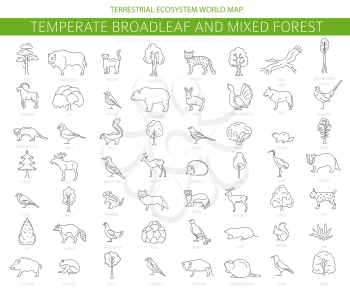 Temperate broadleaf forest and mixed forest biome. Terrestrial ecosystem world map. Animals, birds and plants set. Simple outline graphic design. Vector illustration