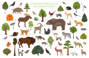 Temperate broadleaf forest and mixed forest biome. Terrestrial ecosystem world map. Animals, birds and plants graphic design. Vector illustration