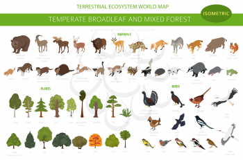Temperate broadleaf forest and mixed forest biome. Terrestrial ecosystem world map. Animals, birds and plants set. 3d isometric graphic design. Vector illustration