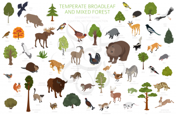 Temperate broadleaf forest and mixed forest biome. Terrestrial ecosystem world map. Animals, birds and plants set. 3d isometric graphic design. Vector illustration