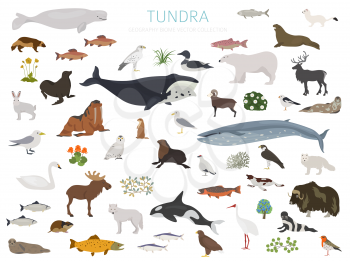 Tundra biome. Terrestrial ecosystem world map. Arctic animals, birds, fish and plants infographic design. Vector illustration