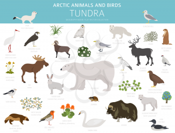 Tundra biome. Terrestrial ecosystem world map. Arctic animals and birds infographic design. Vector illustration
