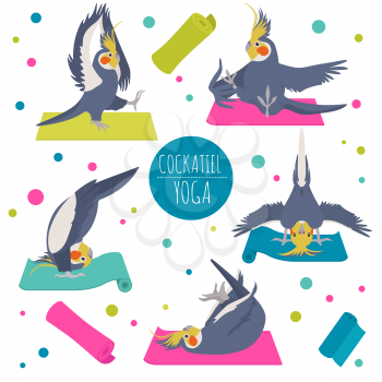 Cockatiel yoga poses and exercises. Cute cartoon clipart set. Vector illustration