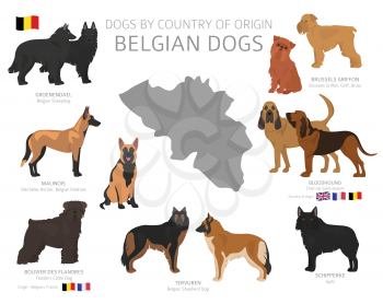 Dogs by country of origin. Belgian dog breeds. Shepherds, hunting, herding, toy, working and service dogs  set.  Vector illustration
