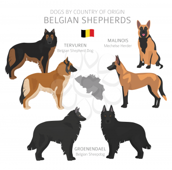 Dogs by country of origin. Belgian dog breeds. Shepherds, hunting, herding, toy, working and service dogs  set.  Vector illustration