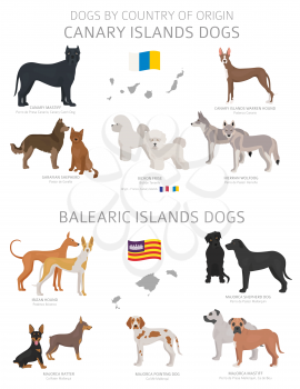 Dogs by country of origin. Canary and Balearic islands dog breeds. Shepherds, hunting, herding, toy, working and service dogs  set.  Vector illustration
