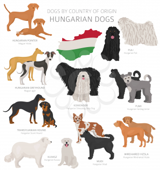 Dogs by country of origin. Hungarian dog breeds. Shepherds, hunting, herding, toy, working and service dogs  set.  Vector illustration