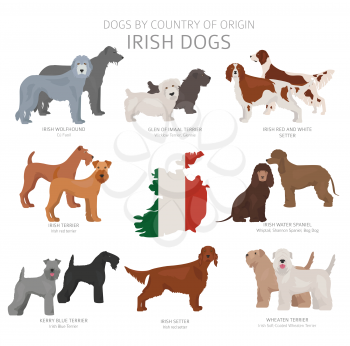 Dogs by country of origin. Irish dog breeds. Shepherds, hunting, herding, toy, working and service dogs  set.  Vector illustration