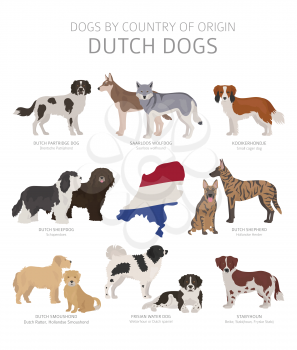 Dogs by country of origin. Dutch dog breeds. Shepherds, hunting, herding, toy, working and service dogs  set.  Vector illustration