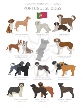 Dogs by country of origin. Portugal dog breeds. Shepherds, hunting, herding, toy, working and service dogs  set.  Vector illustration
