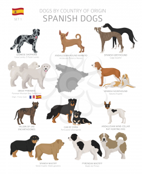 Dogs by country of origin. Spanish dog breeds. Shepherds, hunting, herding, toy, working and service dogs  set.  Vector illustration