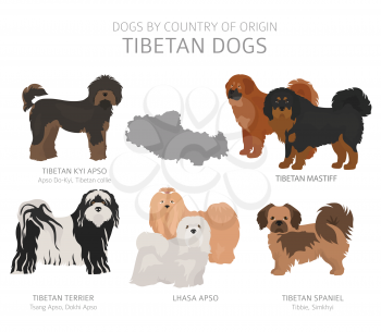 Dogs by country of origin. Tibetan dog breeds. Shepherds, hunting, herding, toy, working and service dogs  set.  Vector illustration