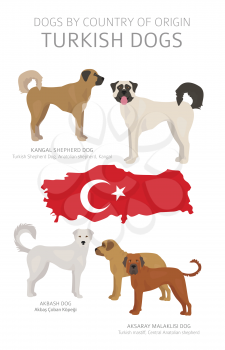Dogs by country of origin. Turkish dog breeds. Shepherds, hunting, herding, toy, working and service dogs  set.  Vector illustration