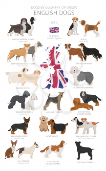 Dogs by country of origin. English dog breeds. Shepherds, hunting, herding, toy, working and service dogs  set.  Vector illustration