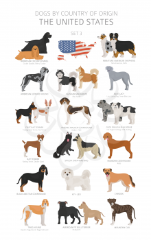 Dogs by country of origin. Dog breeds from the United states of America. Shepherds, hunting, herding, toy, working and service dogs  set.  Vector illustration
