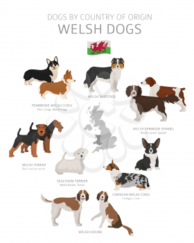 Dogs by country of origin. Welsh dog breeds. Shepherds, hunting, herding, toy, working and service dogs  set.  Vector illustration