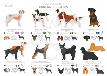 Hunting dogs collection isolated on white. Flat style. Different color and country of origin. Vector illustration