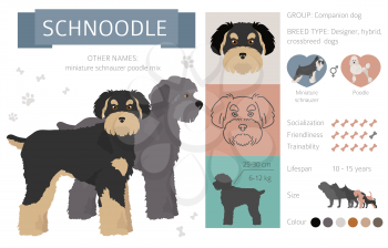 Designer dogs, crossbreed, hybrid mix pooches collection isolated on white. Flat style clipart infographic. Vector illustration