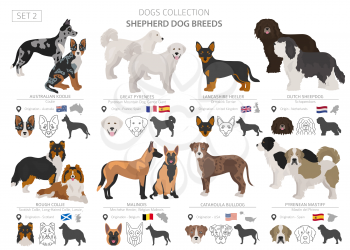 Shepherd and herding dogs collection isolated on white. Flat style. Different color and country of origin. Vector illustration