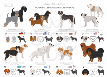 Working, service and watching dogs collection isolated on white. Flat style. Different color and country of origin. Vector illustration