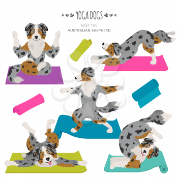 Yoga dogs poses and exercises. Australian shepherd clipart. Vector illustration