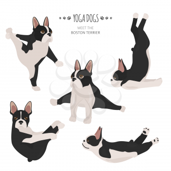 Yoga dogs poses and exercises. French bulldog  clipart. Vector illustration