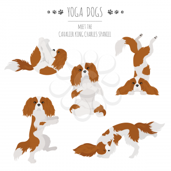 Yoga dogs poses and exercises. Cavalier King Charles spaniel clipart. Vector illustration