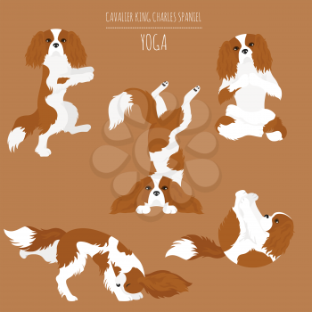 Yoga dogs poses and exercises. Cavalier King Charles spaniel clipart. Vector illustration