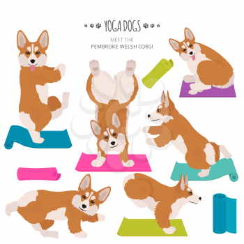 Yoga dogs poses and exercises. Welsh corgi pembroke clipart. Vector illustration
