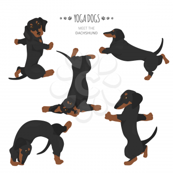 Yoga dogs poses and exercises. Dachshund clipart. Vector illustration