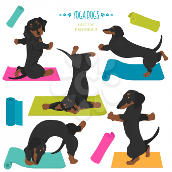 Yoga dogs poses and exercises. Dachshund clipart. Vector illustration