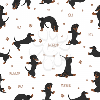 Yoga dogs poses and exercises. Dachshund seamless pattern. Vector illustration