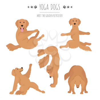 Yoga dogs poses and exercises. Golden retriever clipart. Vector illustration